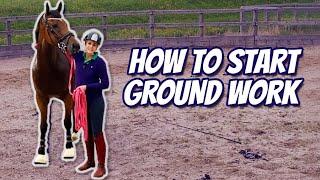 WHAT TO DO BEFORE YOU RIDE YOUR NEW HORSE - (Thoroughbred Horses) OTTB Series