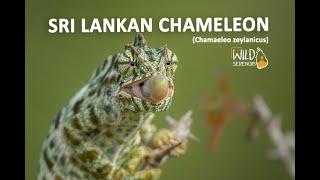 Sri Lankan Chameleon | Documentary Video | Wild Serendib