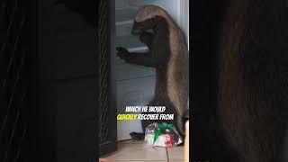 Stoffel The Honey Badger | Master of Mayhem and Mischief