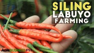 Siling Labuyo: How to Plant Siling Labuyo, Siling Taiwan or Siling Tingala