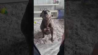Blue Staffy wanting attention ️