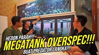 GOKIIL!!! HABISKAN PULUHAN JUTA HANYA UNTUK 1 EKOR IKAN PREDATOR UNIK DAN LANGKA!!!