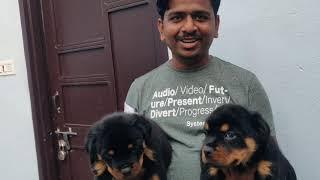 Buy KCI Registered Rottweiler puppies from verified Dog Breeders in India