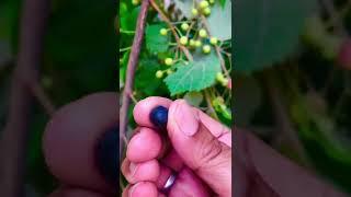 #how to Falsa farming plants tree zubaida garden home falsa