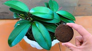 Place under each orchid pot! Suddenly grows many roots and blooms all year round