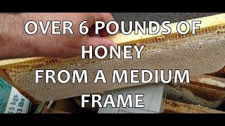 Over 6 Pounds of Honey From a Medium Frame (Newfoundland Beekeeping)