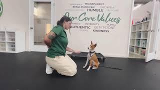 Moses the Basenji (2-week board & train)