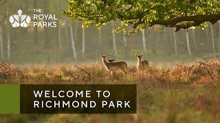 Discover Richmond Park, one of London’s Royal Parks