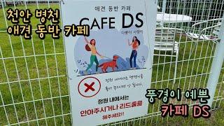 천안 변천의 애견 동반 카페, 풍경이 예쁜 Cafe DS