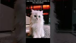 Top  Funny animals videos - Try Not To Laugh  - 117 #Shorts