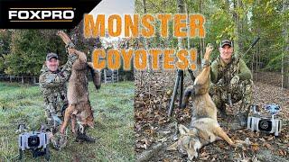 Calling Monster Coyotes in Cattle Country