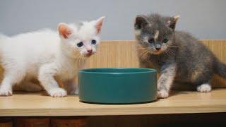 ANAK KUCING GEMES LATIHAN MAKAN