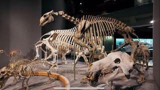   Denver Museum of Nature & Science | Walking Tour | Dinosaur | February 2024