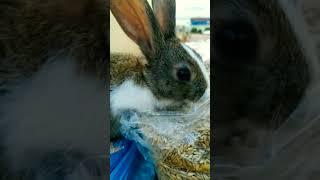 العلف المفيد والمفضل عند الأرانب Rabbit