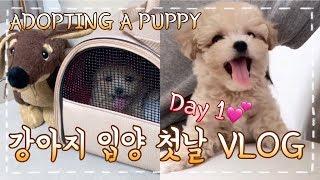 [ENG] 강아지 분양 첫날 I 강아지 입양준비 브이로그 I ADOPTING A DOG