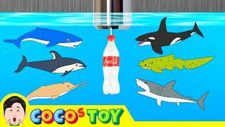 Sharks live under the wash basin 5ㅣkids animals animation, dinosaurs adventureㅣCoCosToy