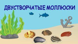 Bivalves | What Are Bivalves? | The Wonderful World of Invertebrates