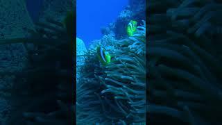 nemo dahab