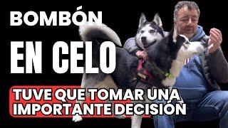 BOMBÓN EN CELO ¡Tuve que TOMAR una DECISIÓN muy IMPORTANTE!