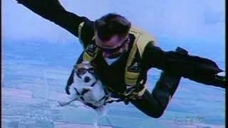 Mindy the Skydiving dog