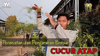 Bonsai  Cucur Atap / Sapu Sapu  ( Baeckea frutescens ) | Perawatan & Pengarahan.