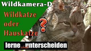 Die Wildkatze erkennen die wichtigsten Unterschiede Hauskatze - Wildkatze - Hybridkatze