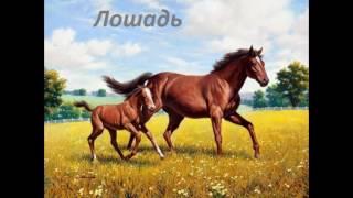 Домашние животные