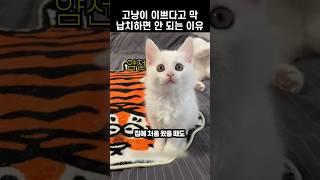 하얗고 이쁜 새끼 냥인 줄 알았더니...