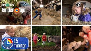 Koeien, lammetjes, varkens, kippen, kalfjes en paarden | 15 minuten Kindertijd | Kindertijd KRO-NCRV