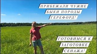 Приехал папа!Научились варить новый сыр! Ферма растёт и развивается!