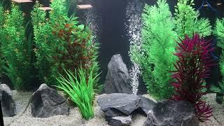 WHY DOES MY AQUARIUM NEED AN AIR PUMP? #Aquarium #TropicalFish #Fluval #Shorts