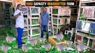 Farm Tour | Inside a 1000 Capacity Grasscutter Farm Producing 60 babies per day in Ghana #farming