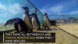 Watch Rescued Penguins Waddle Their Way to Freedom!