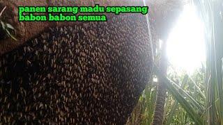 panen sarang madu di dalam tumbuhan pandan dua sarang #madu #hutan #riau#