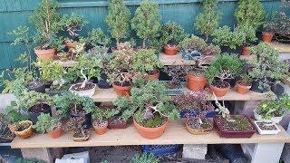 BnB moving nursery day first bonsai video of 2018