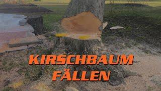 Wie fällt man einen Baum? | Fachgerechtes und sicheres Fällen einer Kirsche (4K Video)