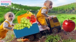 Smart Obi help dad pick fruit for dog Amee