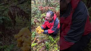 Found 15 lbs chanterelle! #nature #chanterelles #mushroom #wildmushrooms #蘑菇 #野生菌