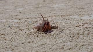 Hermit Crab Chronicles: Small Wonder on a Tropical Island Beach