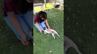 NEW A5701262 Zoe | Pug