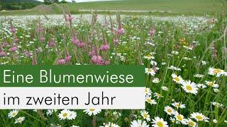 Eine echte Blumenwiese für unsere Insekten anlegen - So macht Ihr das richtig!