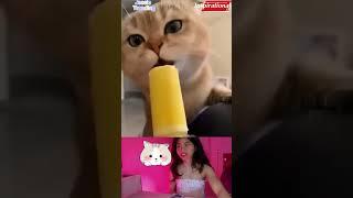 #cute #cat #viral #reaction 