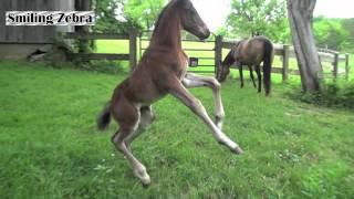 ADORABLE BABY HORSE