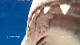 Great White Shark surprises cameraman, Part 2