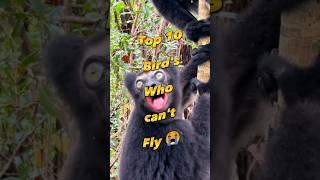 Top 10 Bird's who can't fly #shorts #shortvideo #top10 #worldwide #birdscan'tfly