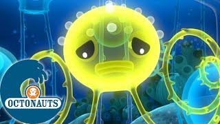 Octonauts - Le siphonophore et les ours aquatiques | Dessins animés pour enfants