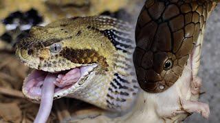 Venomous Snake Feeding