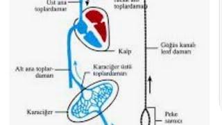 Kan ıle lenf dolasım ortak özelliği ve farkı ne?