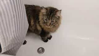 The Bathroom Inspector - Roy | Norwegian Forest Cats