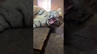 Sleepy Tiger Big Yawn 